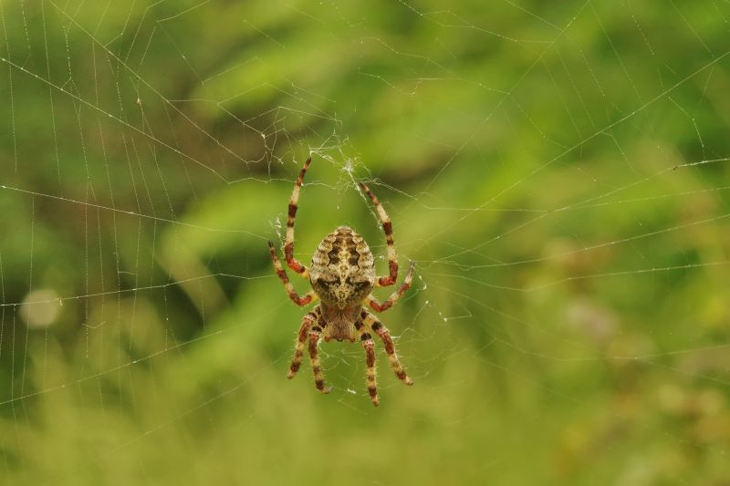 Spider Control Service